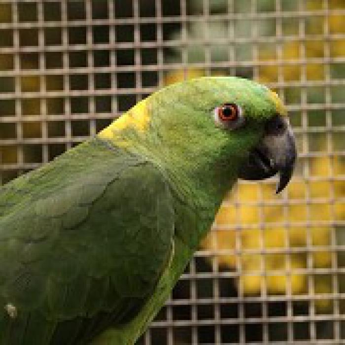 Yellow­-naped­ Amazo­n Matu­re Mal­e for ­Sale­