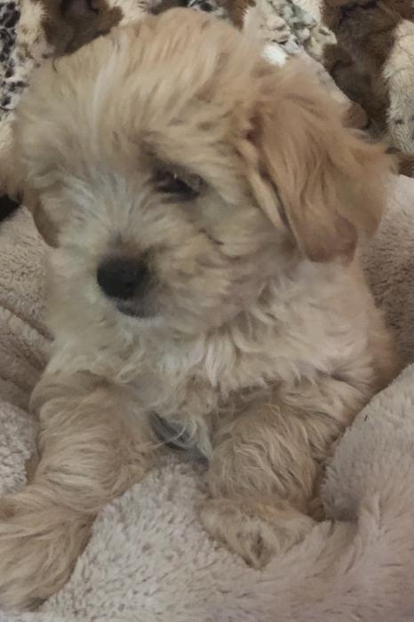Gorgeous Lhasa Apso x Moodle Puppies FOR SALE