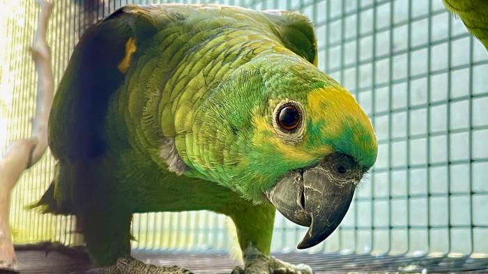 Blue-Fronted Amazon Parent Raised Male for Sale