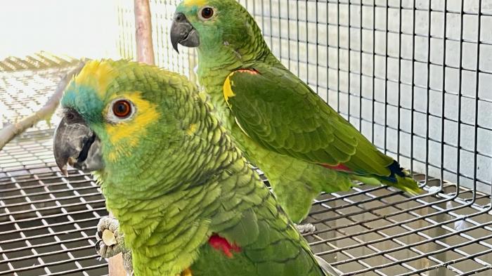 Blue-Fronted Amazon Parent Raised Male for Sale