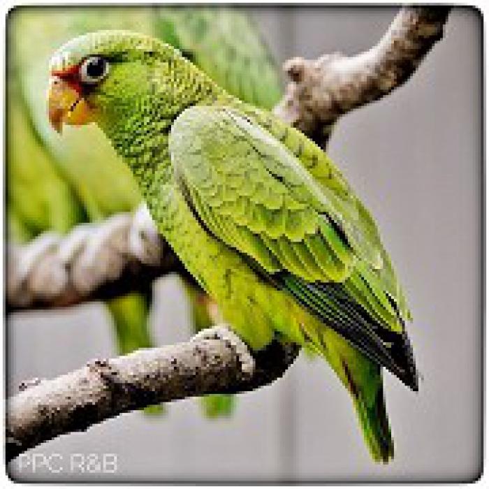 White-fronted Amazon Preorders available