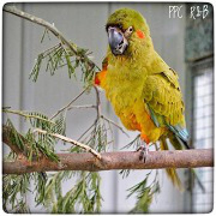 Red-fronted Macaw Preorders available