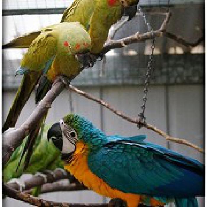 Red-fronted Macaw Preorders available