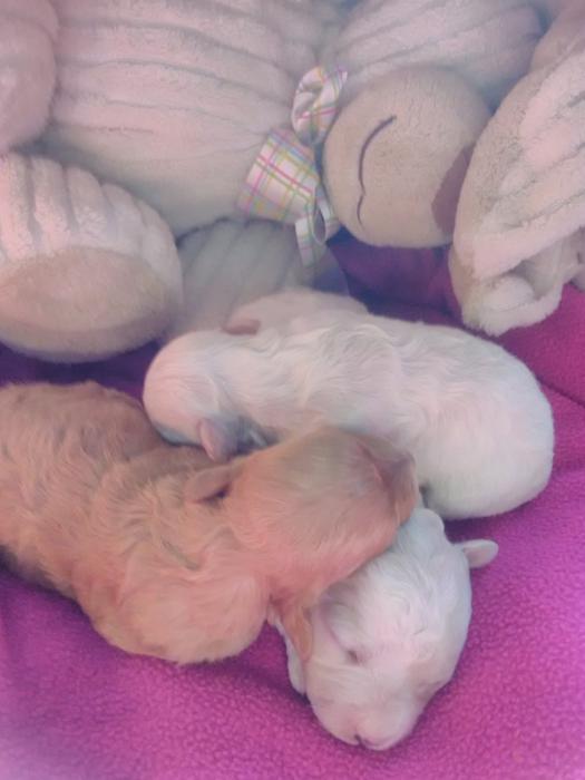 Cavoodle pups males and females