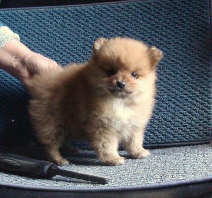 POMERANIAN SWEET BABY FROM QUALITY PARENTS GREAT PET 