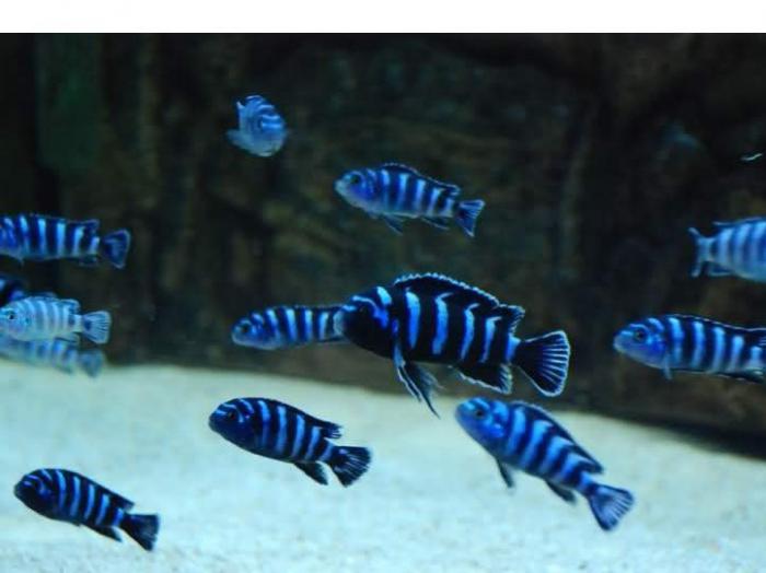 .AFRICAN CICHLIDS.FISH SIZE. 4cm to 12cm