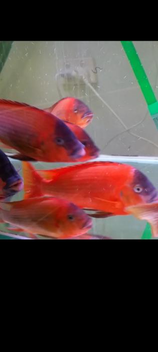 Petrochromis red bulu lymbembe