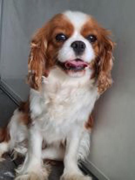 Cavalier King Charles Spaniels  - DNA Clear Girl