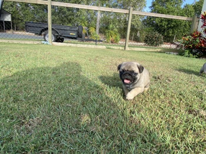 1 male pure bred pug puppy 8 weeks old $2500
