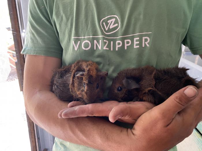 Male guinea pigs