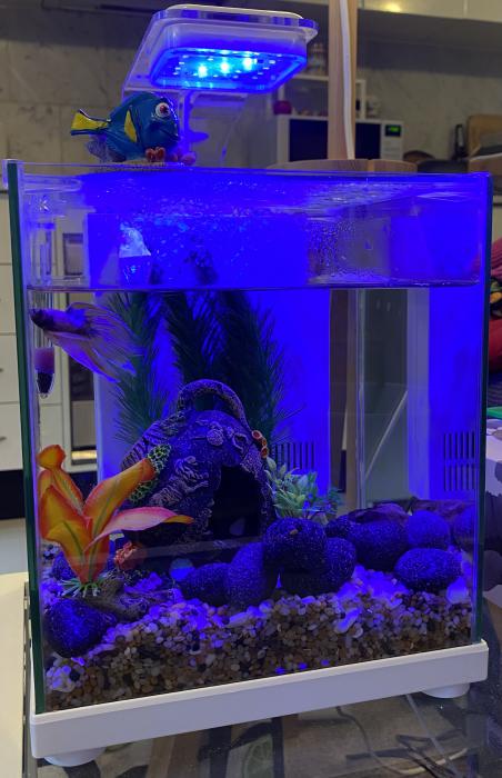 Aqua One Betta Fish Sanctuary Tank w/ Extras