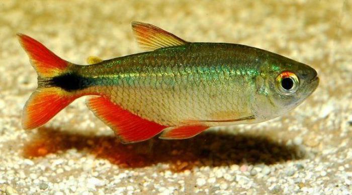 Tetra, Barbs & other Tropical Fish - Australia Wide Shipping
