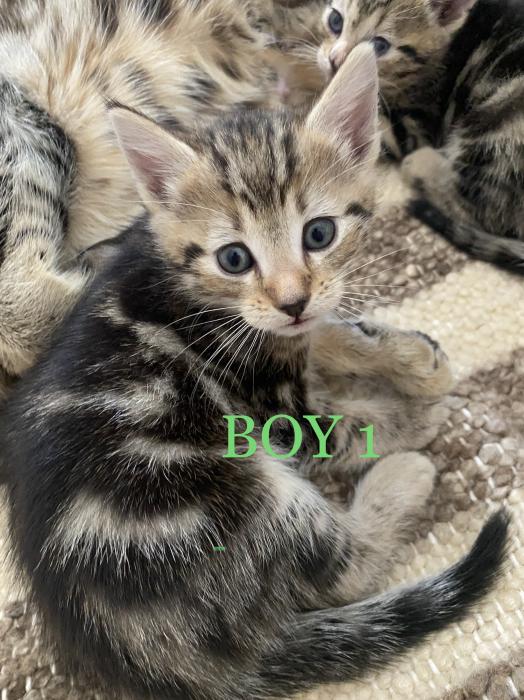 Bengal x Kittens 