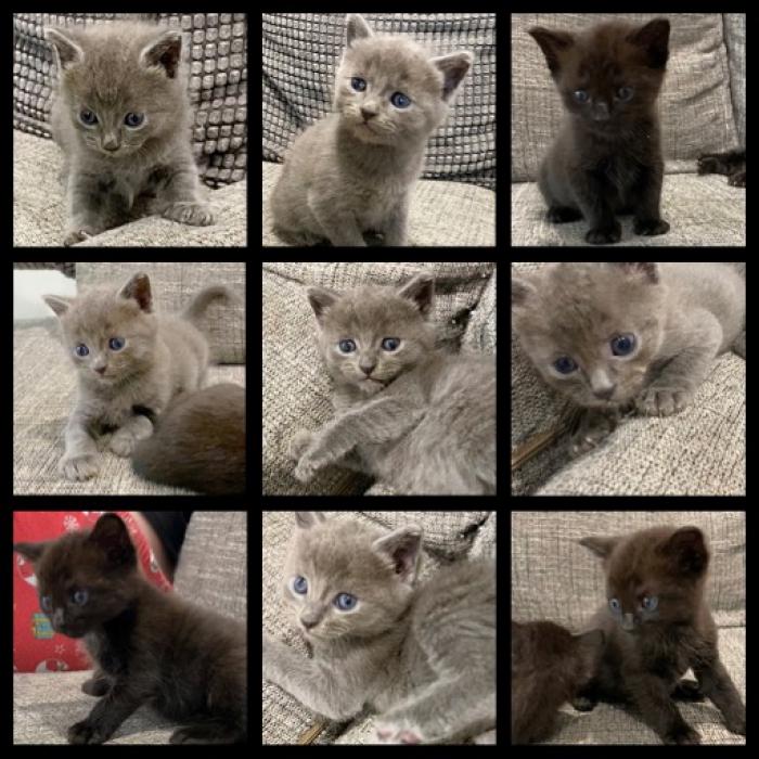 Russian Blue cross Bombay Kittens 