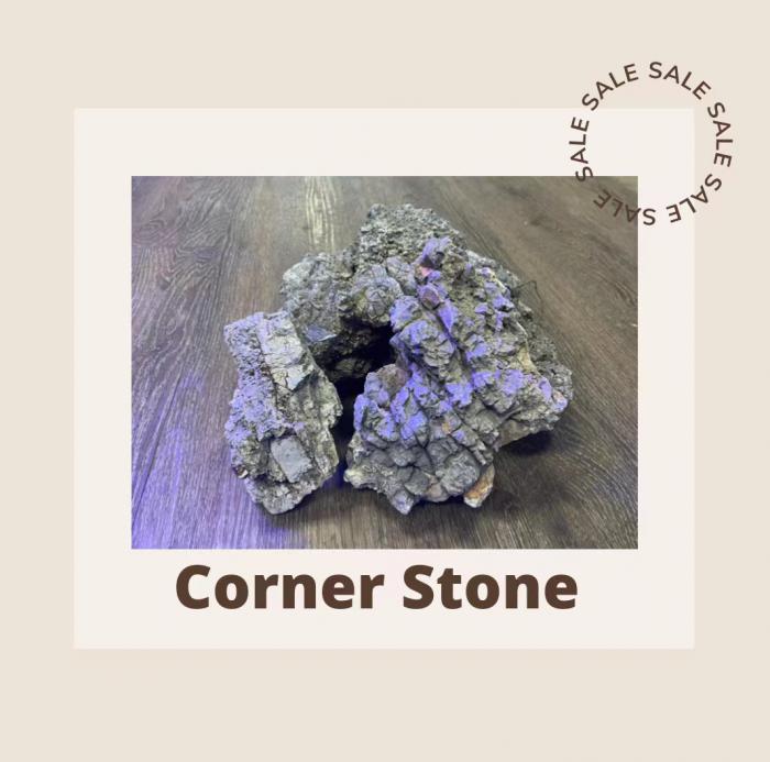 Corner Stone Available Now at Sydney City Aquarium!