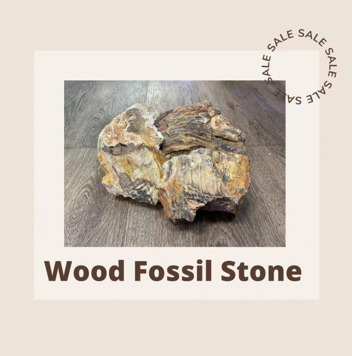Wood Fossil Stone Available Now at Sydney City Aquarium!