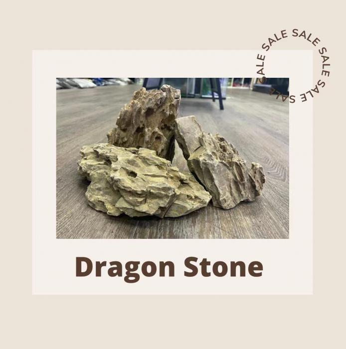 Dragon Stone Available Now at Sydney City Aquarium!
