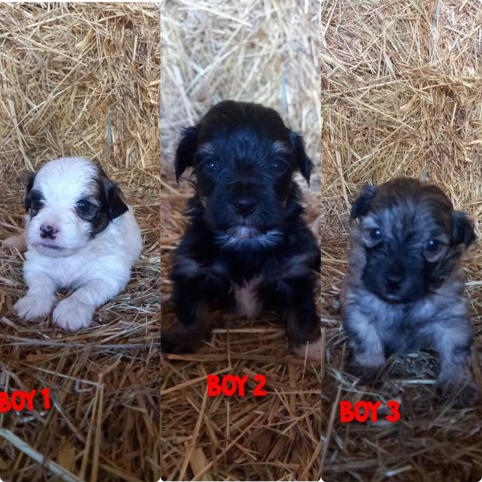 For sale Maltese cross shihtzu puppies 