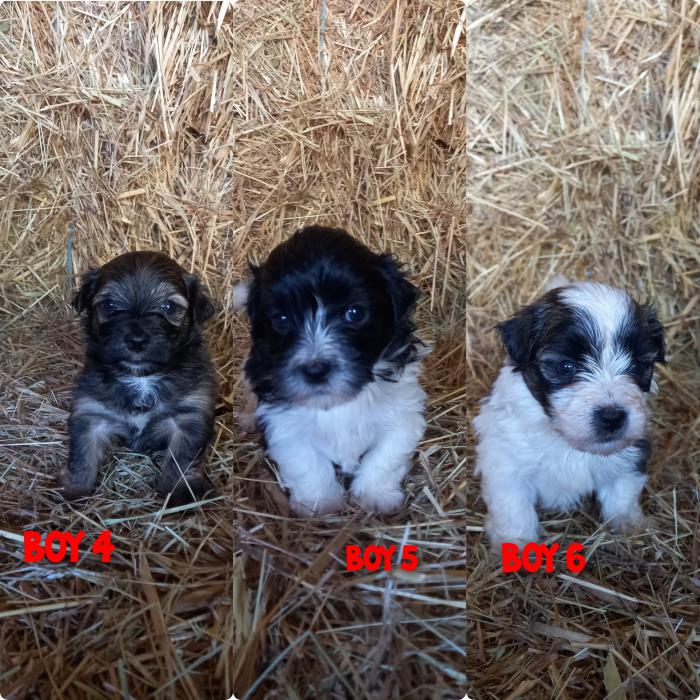 For sale Maltese cross shihtzu puppies 