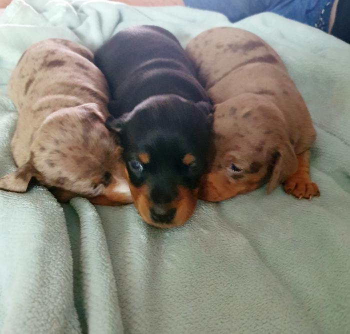 Mini dachshunds
