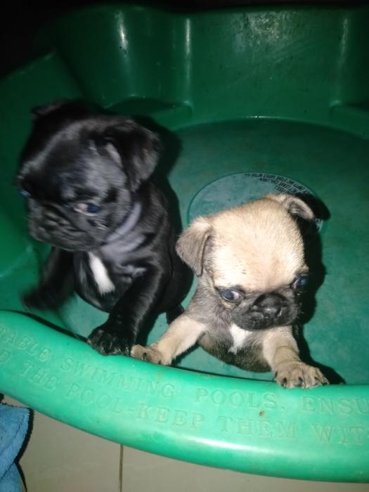 2 beautiful male pugs puppies $2500 phone.  0434342993