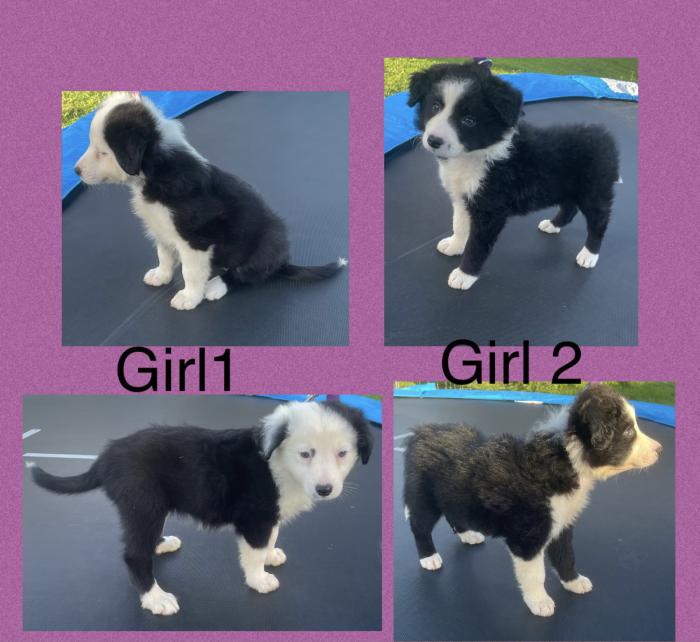Purebred border collie pups check us out adorable 