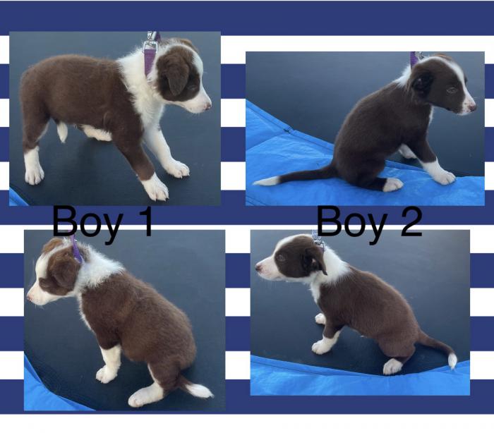 Purebred border collie pups check us out adorable 