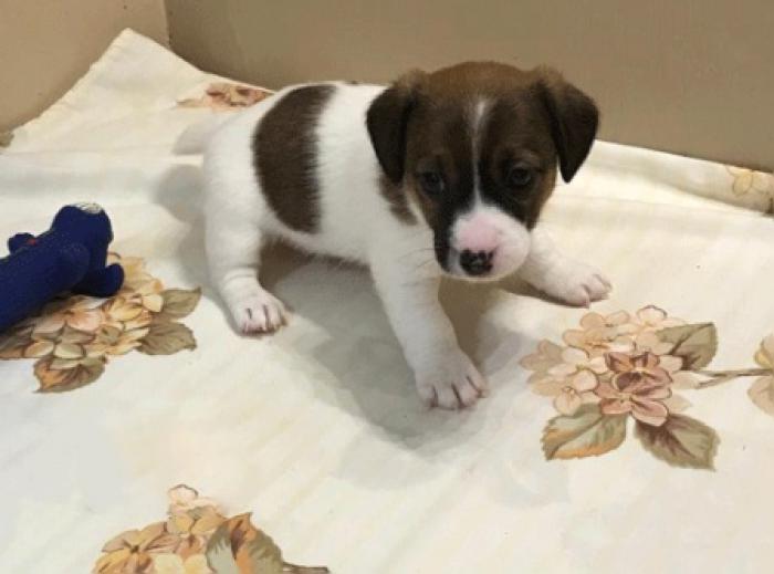 ADORABLE Mini Jack Russell $2500
