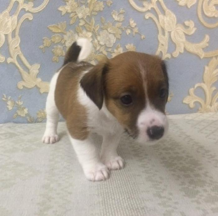 ADORABLE Mini Jack Russell $2500