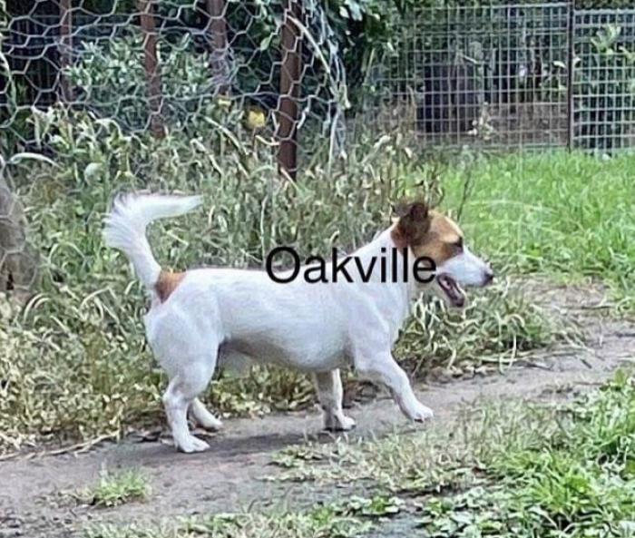 JACK RUSSELL PUPS PURE BRED 