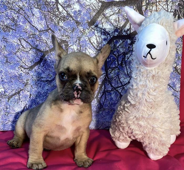 Frenchie babies reduced 9 weeks $3495 boy $3595 girl