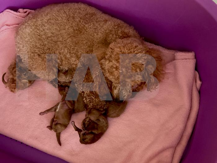 Red Toy Poodle puppies