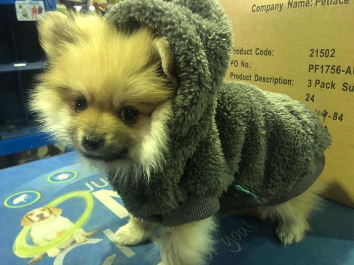 Fluffy Pomeranian Puppy $3200