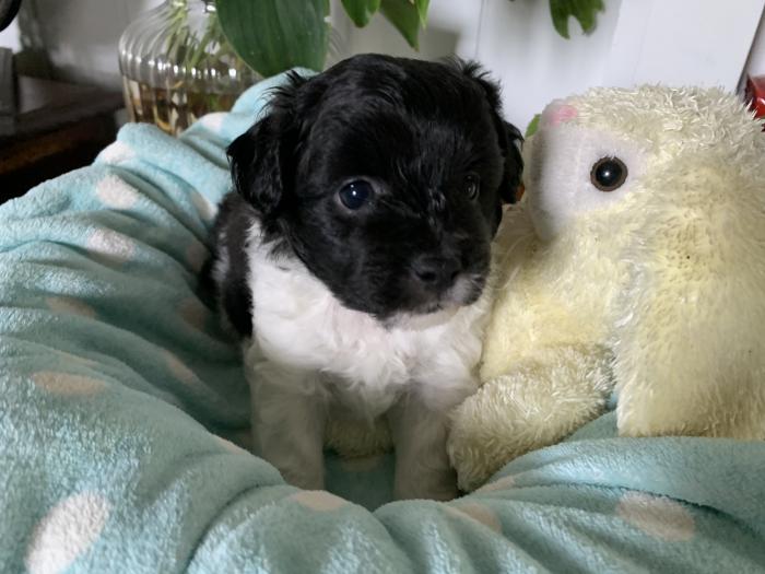 Toy poodle x Pomeranian $3200