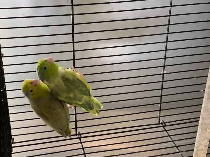 Proven pairs parrotlets 
