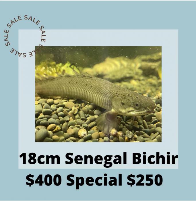 Bichirs On Special Now at Sydney City Aquarium!