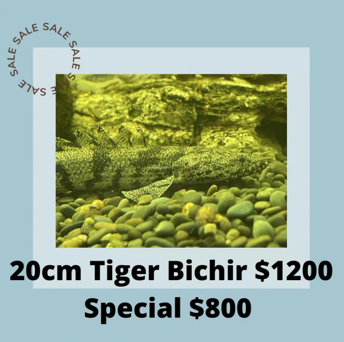 Bichirs On Special Now at Sydney City Aquarium!