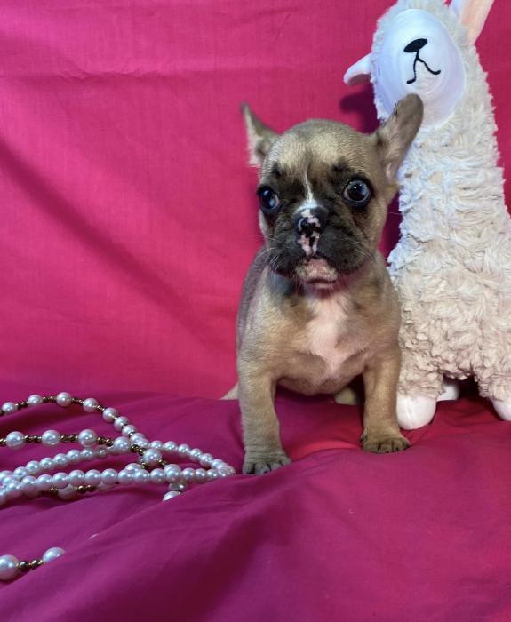 Frenchie Babies reduced from ped parents $3475 boy $3595 fem