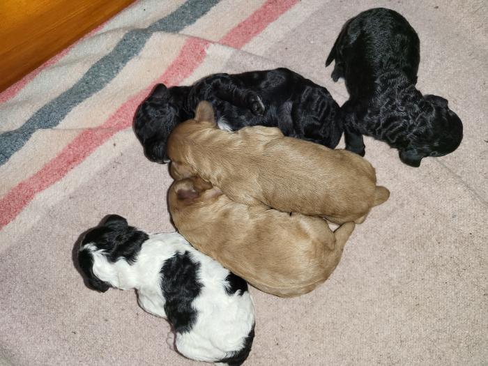Cavoodle pups ready early January 