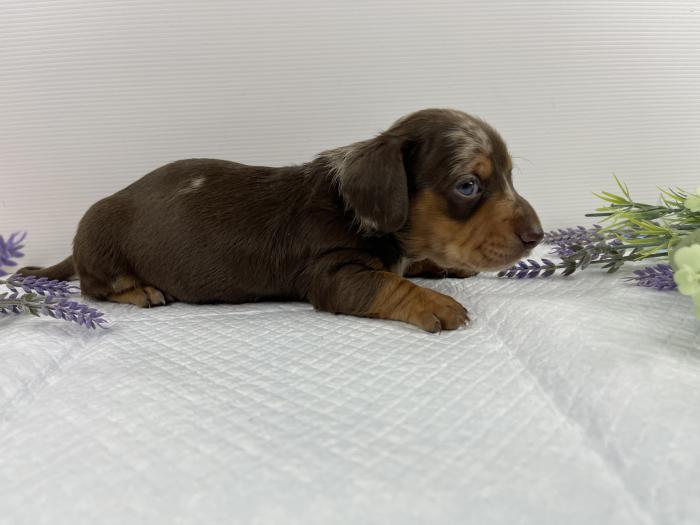 Mini Dachshund Pup Boy $4000 Phn 0428869323