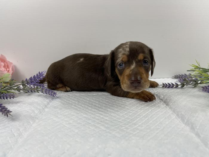 Mini Dachshund Pup Boy $4000 Phn 0428869323