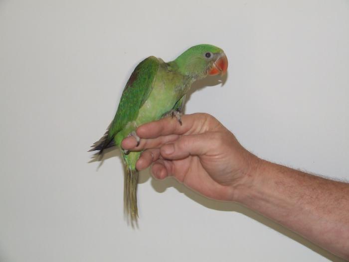 H/raised  DNA sexed male Alexandrine. for a pet.