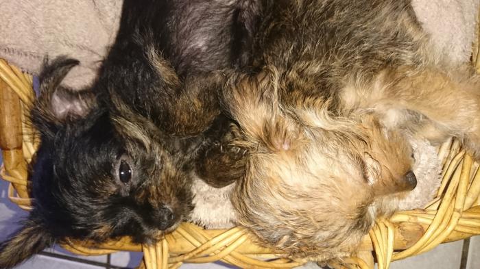 Non-Shed Tiny Yorkshire Terrier x Chihuahua $3000 NEG