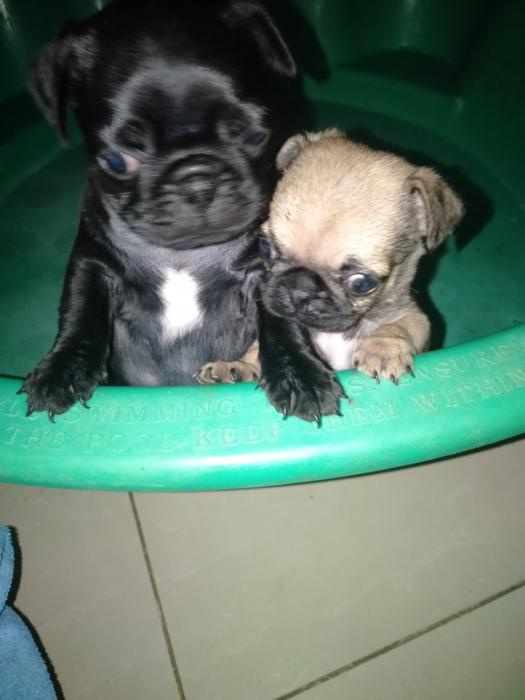 2 beautiful male pugs puppies $2500 phone.  0434342993