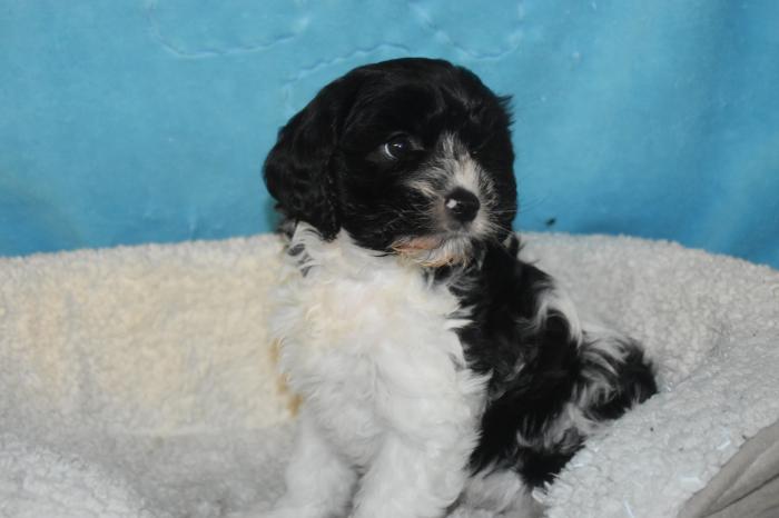 Cavoodle puppies $4495