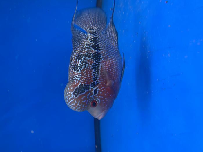 Flowerhorn male and females