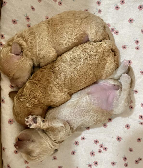 Toy Cavoodle puppies $4500-boys $5000-girls