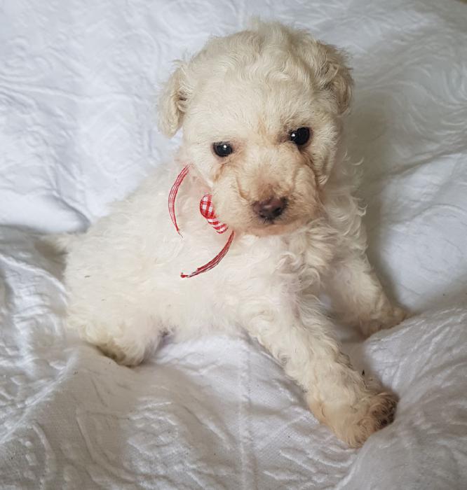 Purebred Toy poodle- LAST ONE!