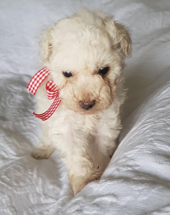 Purebred Toy poodle- LAST ONE!