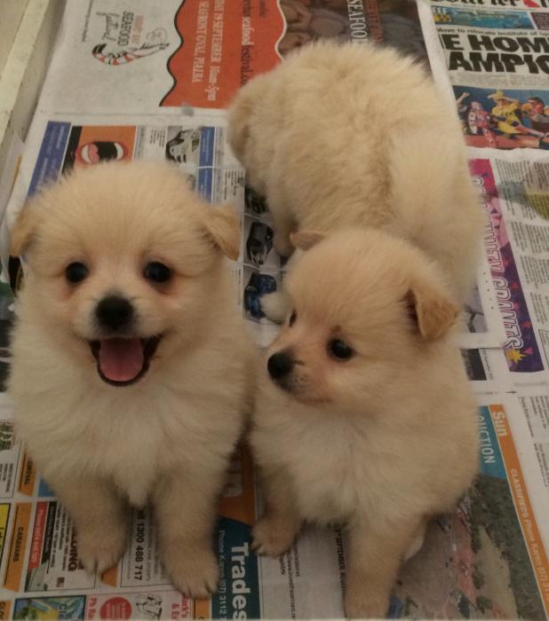 Pomeranian puppies 